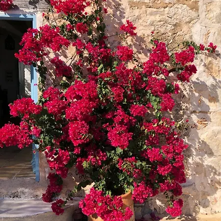 Xyloporta 아파트 Skinária